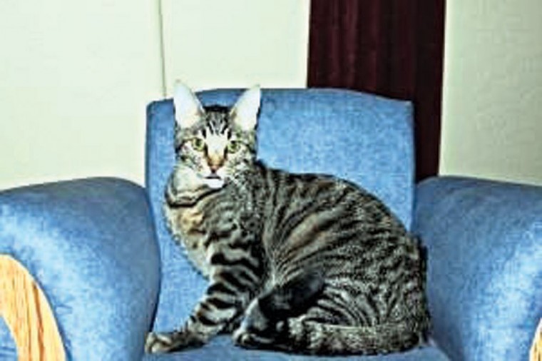 Someone to love: Mowgli
